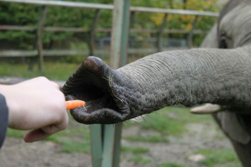 proboscis elephant pachyderm