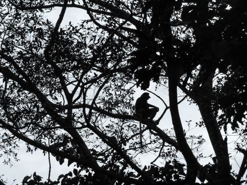 proboscis monkey silhouette borneo