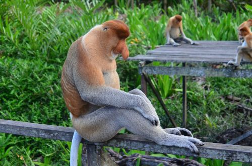 proboscis monkey proboscis borneo