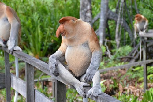 proboscis monkey primate monkey