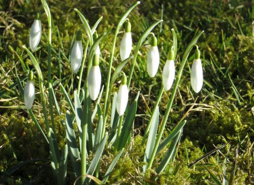 Waking Up Snowdrops