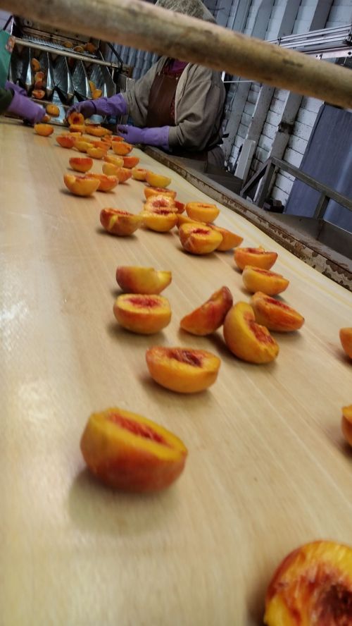 processing peaches freestone