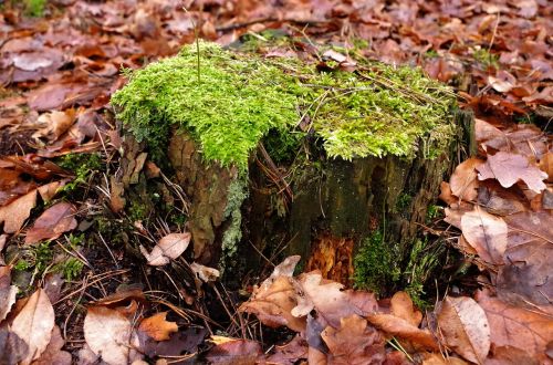 próchniejący stock moss tree