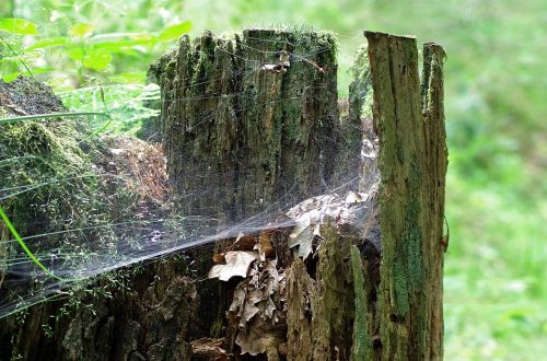 próchniejący stock stump cobweb