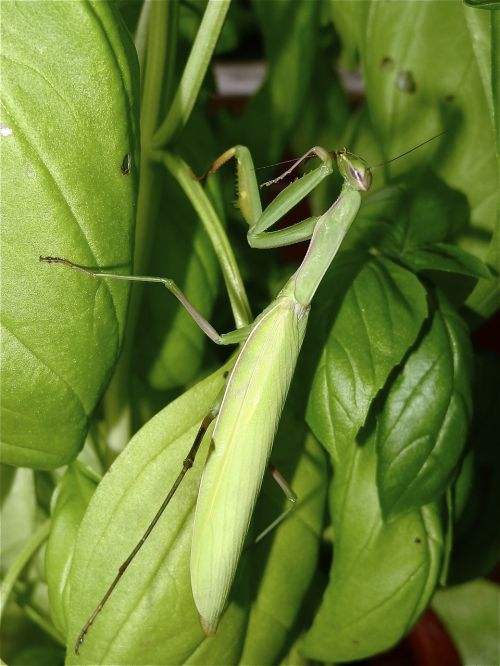 produce food leaves