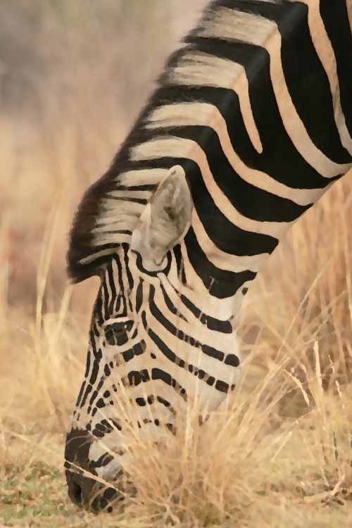Profile Of Zebra Grazing