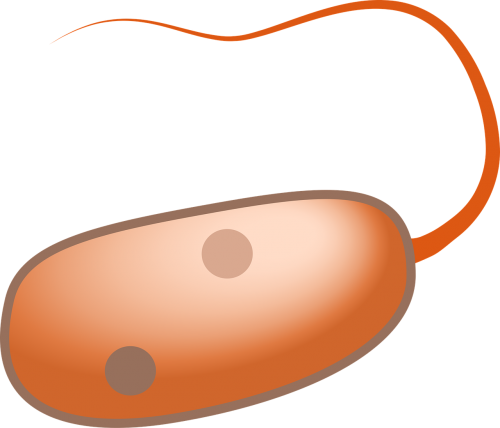 prokaryot cell flagella
