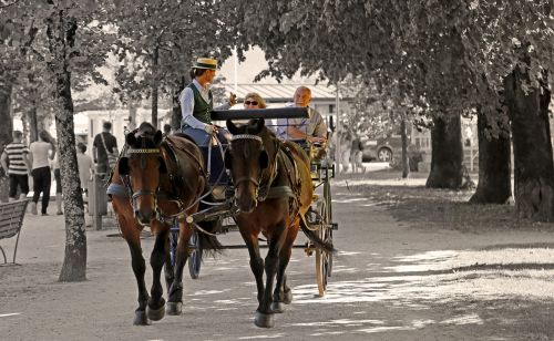 promenade horses trees