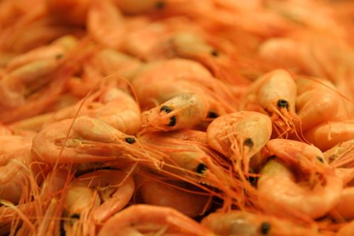 shrimp seafood eat