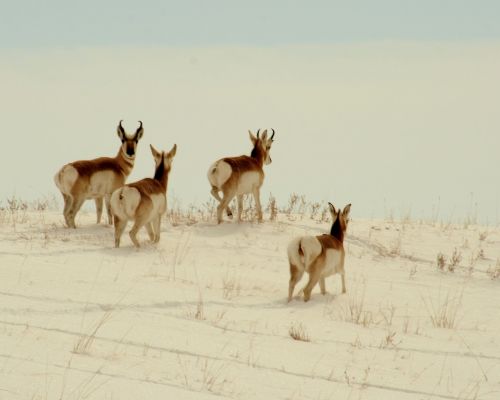 pronghorn wildlife nature