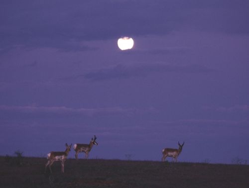 pronghorn night full moon