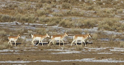 pronghorn herd wildlife