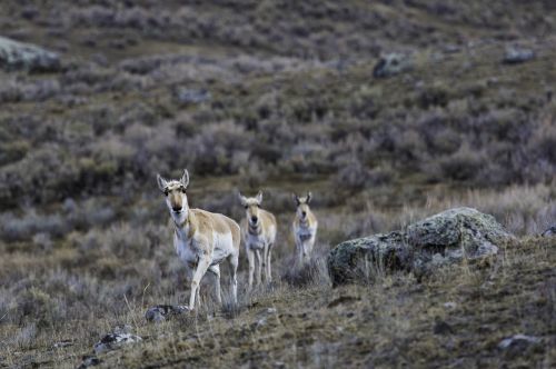 pronghorn herd wildlife