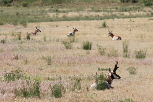 pronghorn american antelope yellowstone