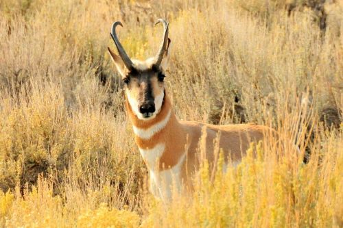 pronghorn buck wild