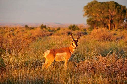 pronghorn buck wildlife