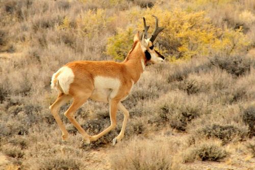 pronghorn buck wildlife