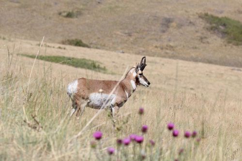 pronghorn antelope antelope pronghorn