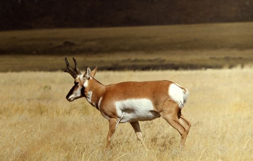 Pronghorn Buck