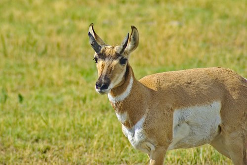 pronghorn in south dakota  antelope  pronghorn