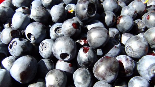proper nutrition  blueberry  berry