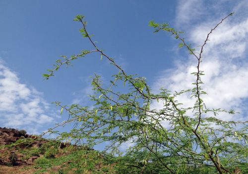 prosopis juliflora plant invasive