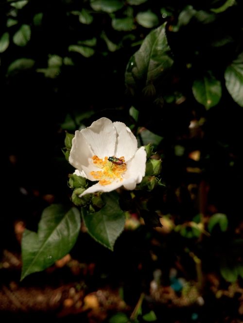 protaetia cuprea coleoptera white