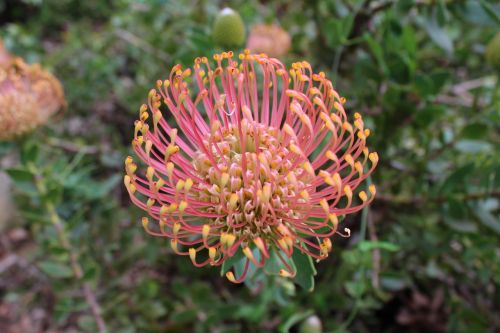 protea flower bloom
