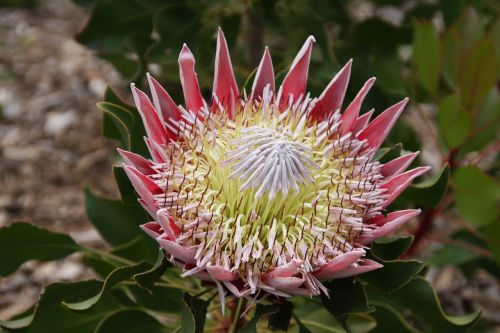 protea king protea crest flower south africa
