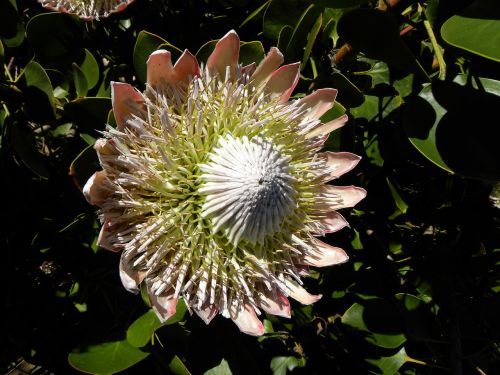protea flower new zealand