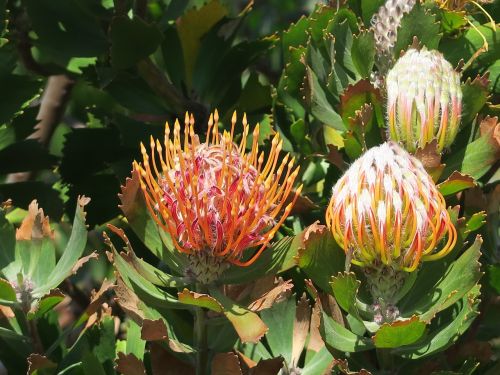 protea flower south africa