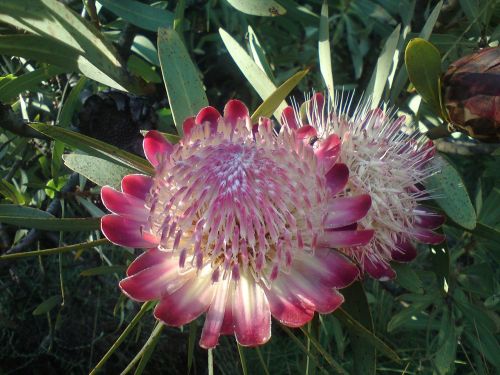 protea south africa pink