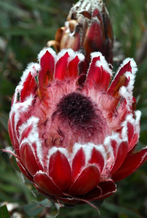 protea pink open