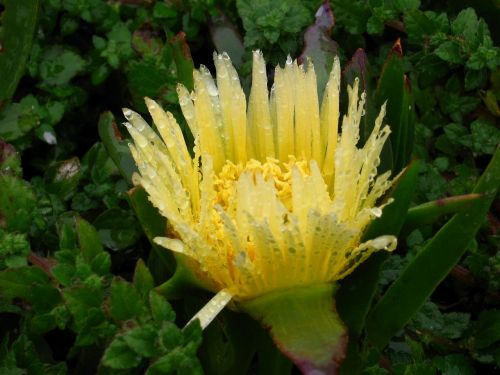 protea suikerbos bloem
