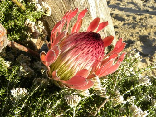 protea flower king protea
