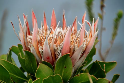 protea flower blossom
