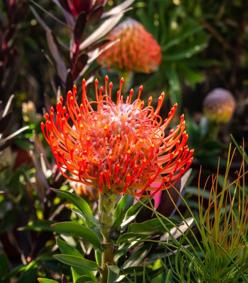 protea  plant  flower