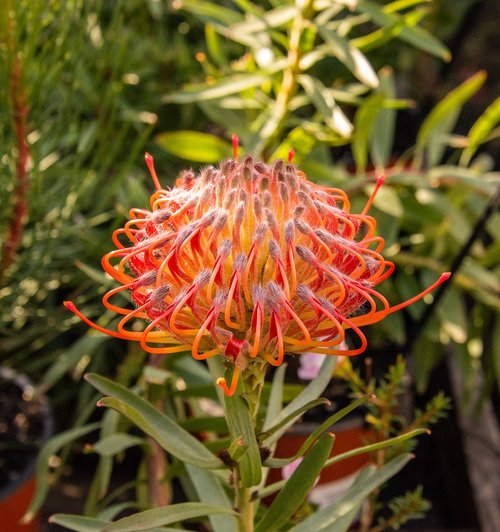protea  plant  flower
