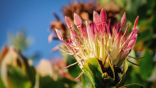 protea  pink  flower