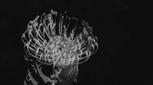 protea  flower  black and white