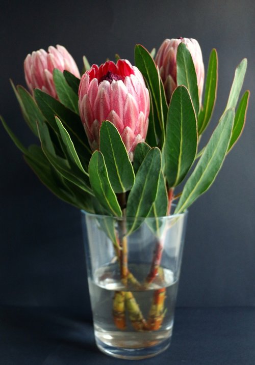 protea  vase  flowers