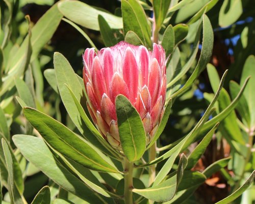 protea  flower  red