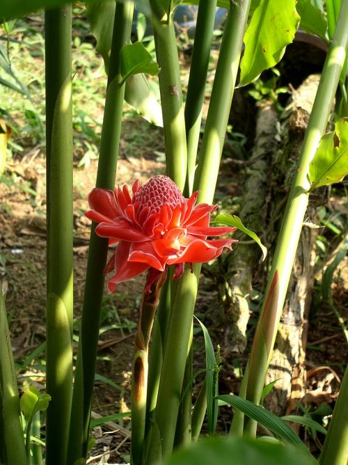protea flower proteus