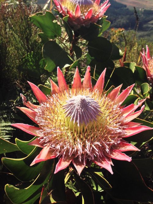 protea flower flora
