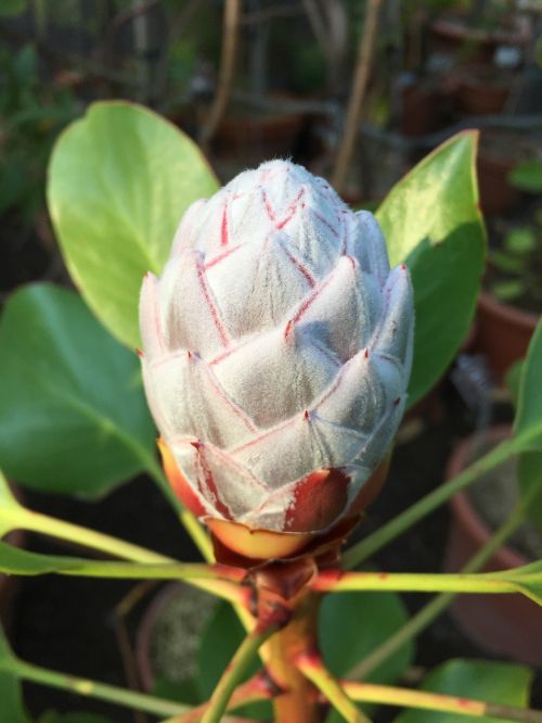 protea cynaroides south africa flower bud