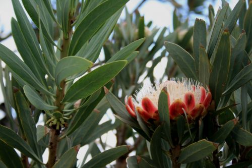 Protea Flower