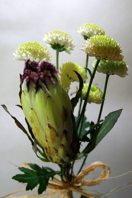 protea flower flower protea
