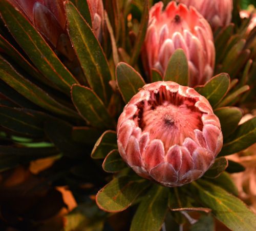 proteas flowers exotic