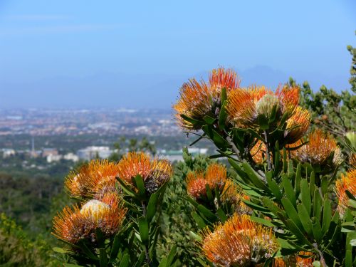 Proteas Over Table Bay