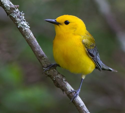 prothonotary warbler bird perched